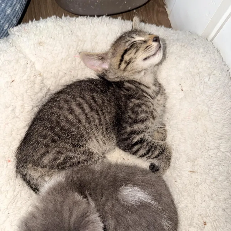 A baby small-sized male Brown / Chocolate Domestic Short Hair cat named Big Ears the II for adoption in Jupiter, FL