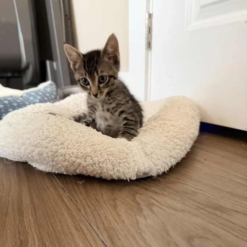 Big Ears the II thumbnail 5