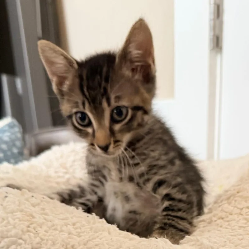 Big Ears the II thumbnail 6