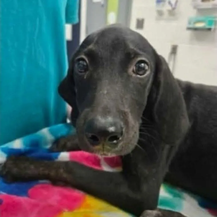 A baby medium-sized female Black Mixed Breed dog named Mallory for adoption in Alexandria, VA