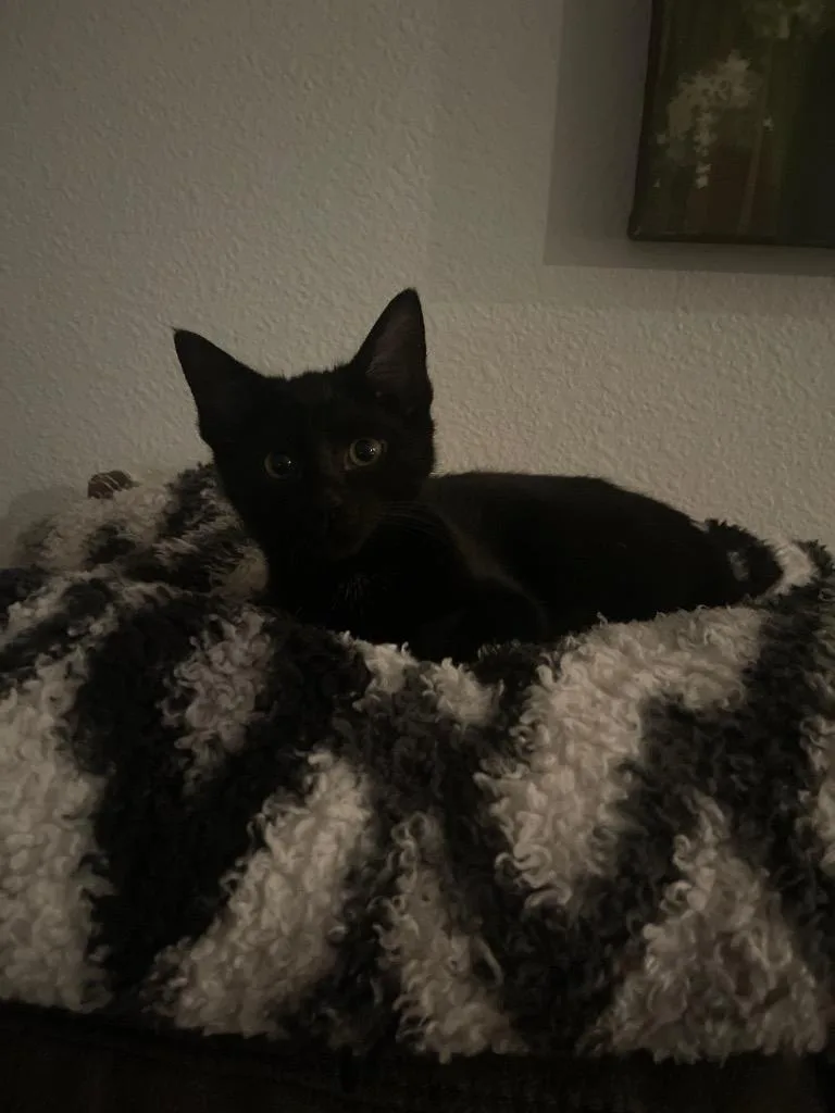 A young medium-sized female Domestic Short Hair cat named Amalia for adoption in Palmer, AK
