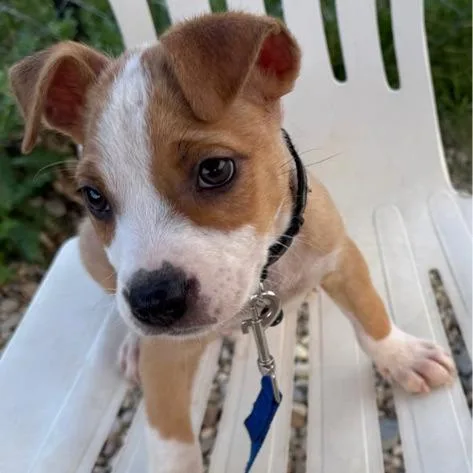 A baby small-sized male Pit Bull Terrier dog named Black for adoption in Columbia Station, OH