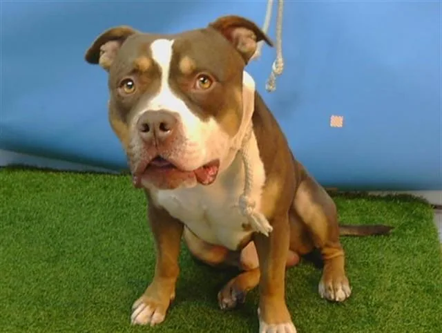 An adult medium-sized male American Bulldog dog named Brock for adoption in Gardena, CA