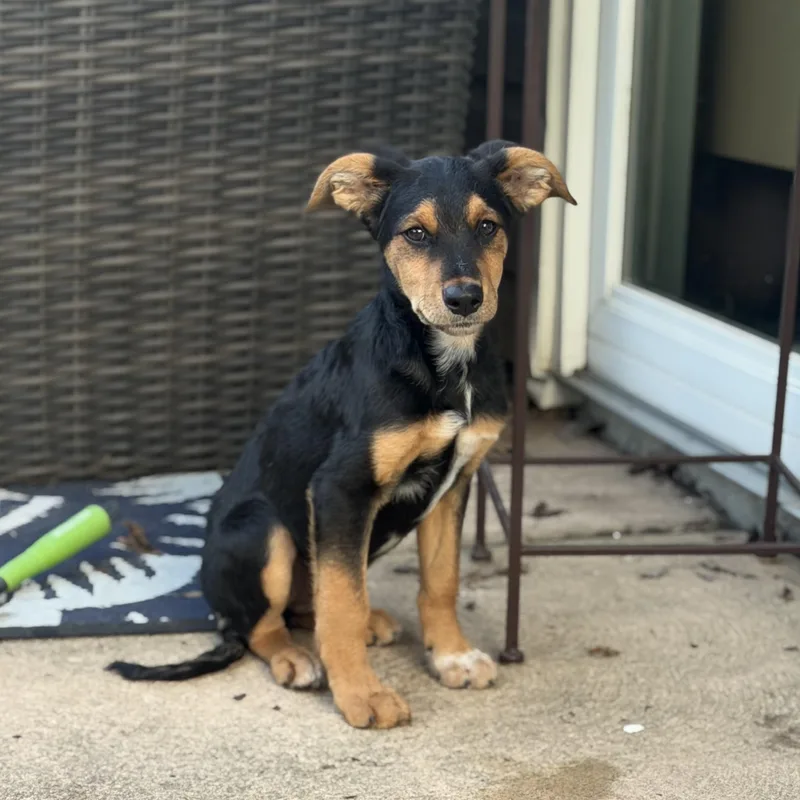Scout