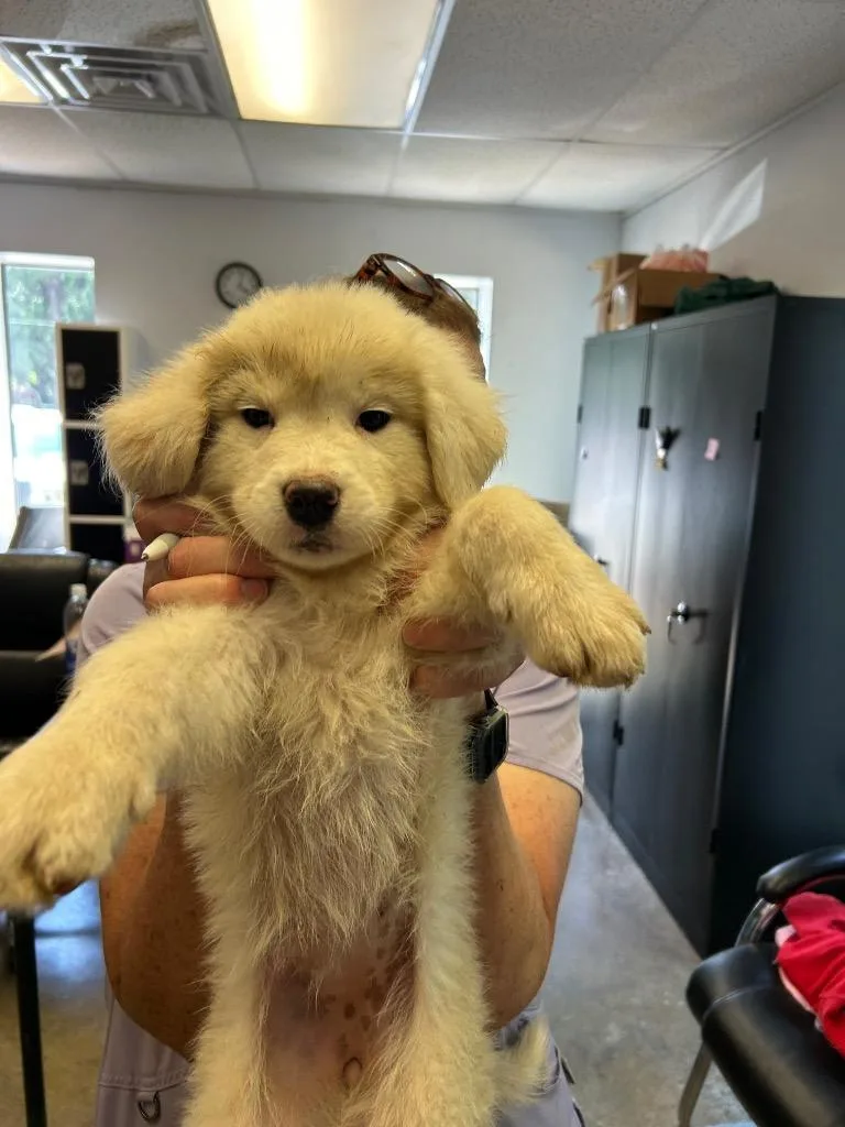 A baby small-sized female Great Pyrenees dog named Monica for adoption in Lockhart, TX