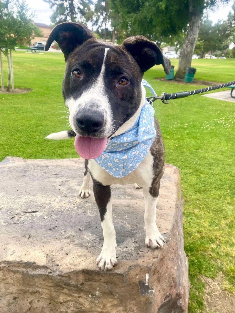 A young large-sized female Labrador Retriever dog named Babygirl for adoption in San Diego, CA