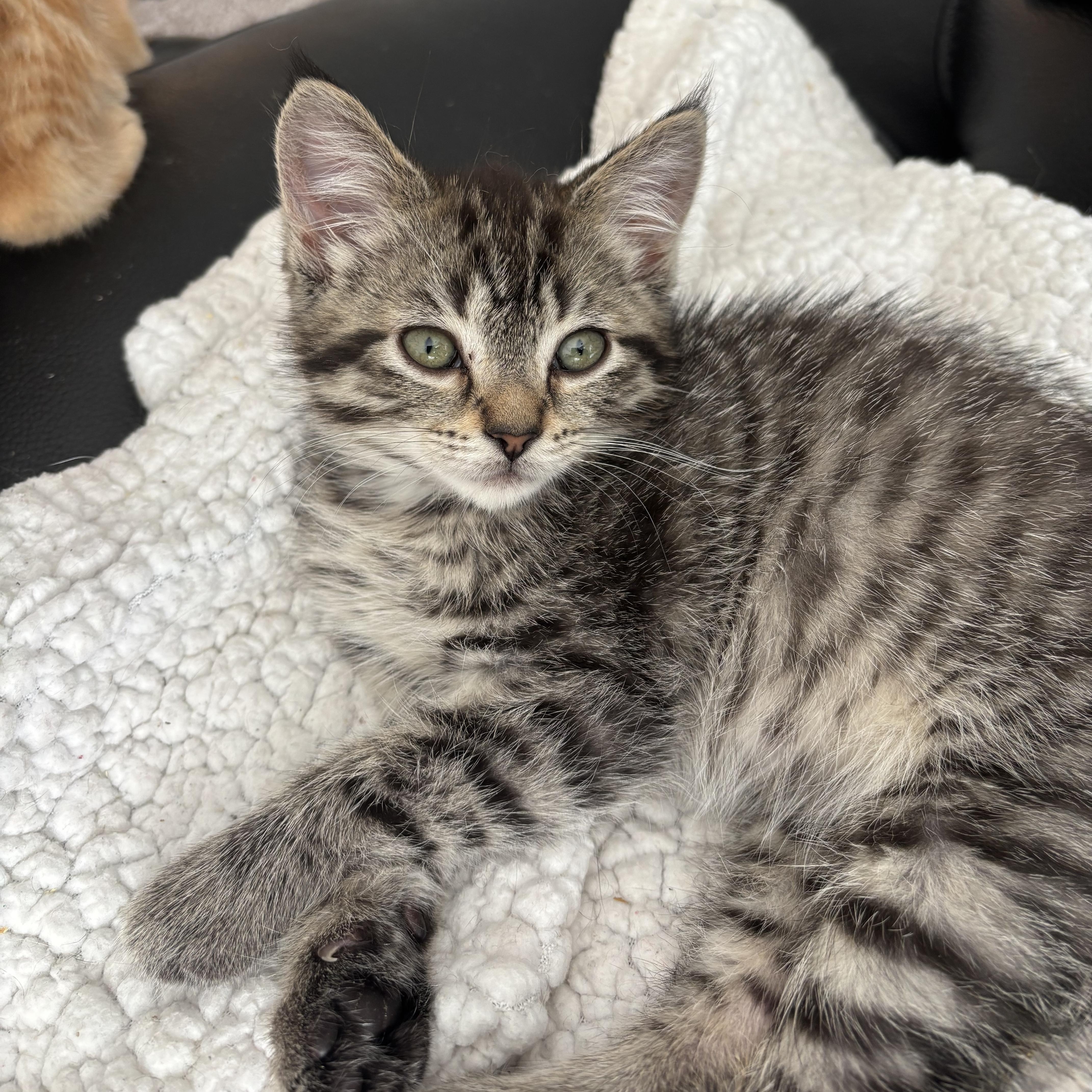 A baby small-sized female Tabby (Brown / Chocolate) Domestic Short Hair cat named Sonata for adoption in Renton , WA