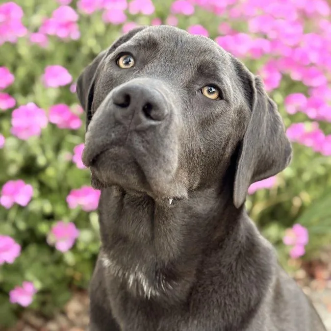 Quicksilver "q" thumbnail 3