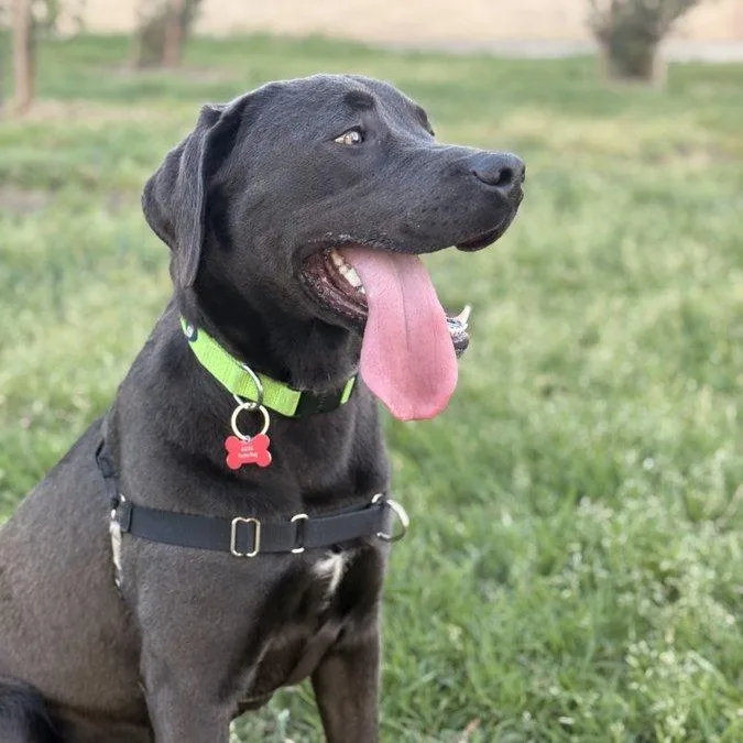 Quicksilver "q" thumbnail 4