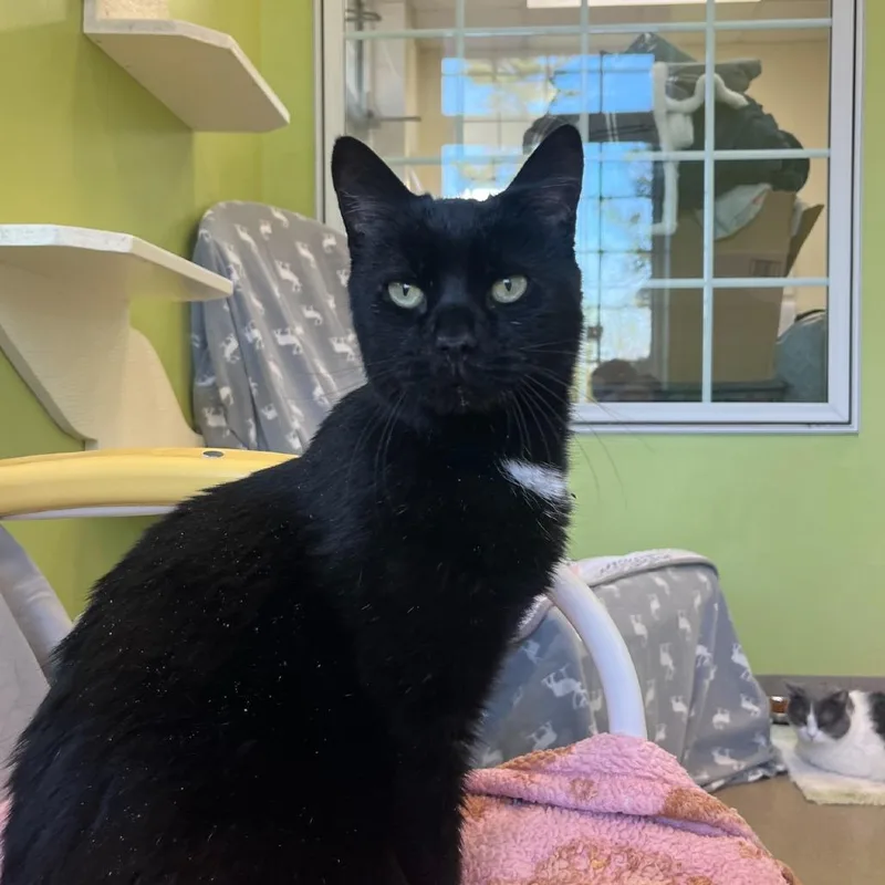 A senior medium-sized male Black Domestic Short Hair cat named Tiny Tim for adoption in Lynchburg, VA