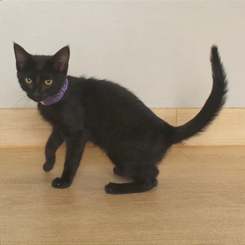 A baby small-sized male Black Domestic Short Hair cat named Zippy C for adoption in Minnetonka, MN