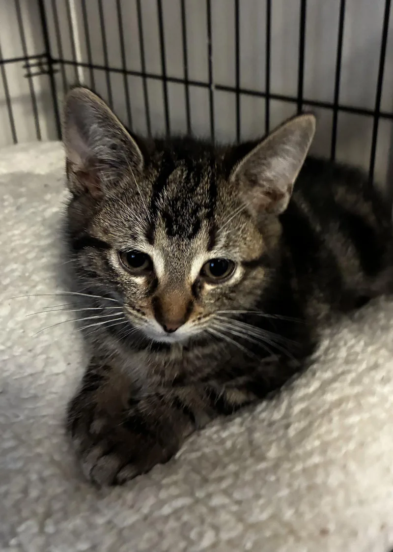 A baby medium-sized male Domestic Short Hair cat named Marble for adoption in Walled Lake, MI
