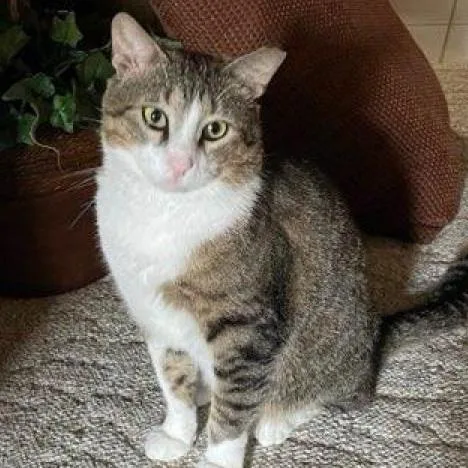 A senior large-sized male Brown / Chocolate Domestic Short Hair cat named Ace for adoption in Sarasota, FL
