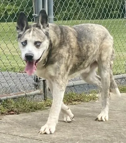 A senior medium-sized male White / Cream Siberian Husky dog named Remy for adoption in Glasgow, KY