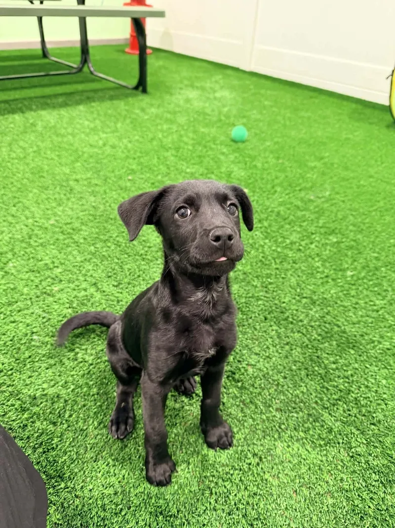 A baby small-sized male Black Chihuahua dog named Boomer for adoption in Las Vegas, NV