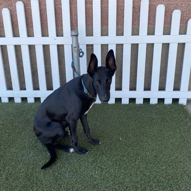 A young small-sized female Great Dane dog named Gracie for adoption in Modesto, CA