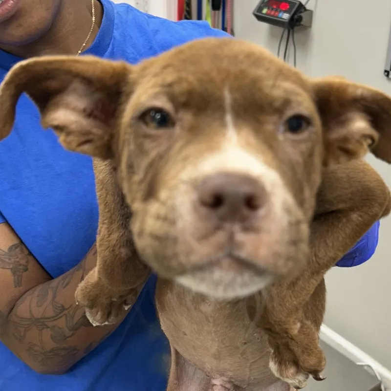 A baby small-sized male Red / Chestnut / Orange Pit Bull Terrier dog named King George for adoption in Starkville, MS