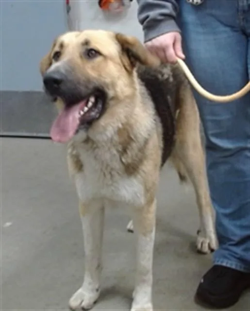 A young large-sized male German Shepherd Dog dog named Baron for adoption in Salinas, CA