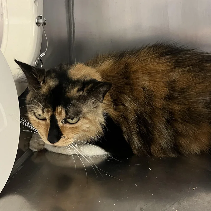An adult medium-sized female Tortoiseshell Domestic Medium Hair cat named Shelly A for adoption in San Andreas, CA