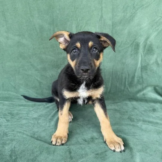 A baby small-sized female Black Shepherd dog named Cyan for adoption in Carencro, LA