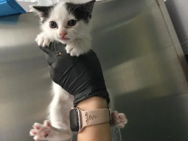 A baby small-sized female Domestic Short Hair cat named Mia for adoption in Thousand Palms, CA