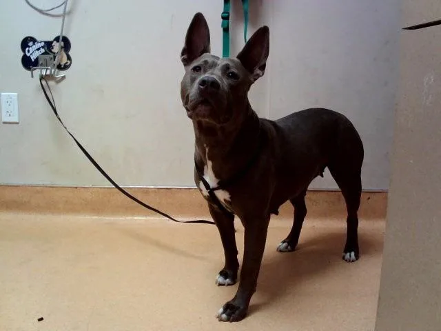 An adult large-sized female Pit Bull Terrier dog named Eponine for adoption in Martinez, CA