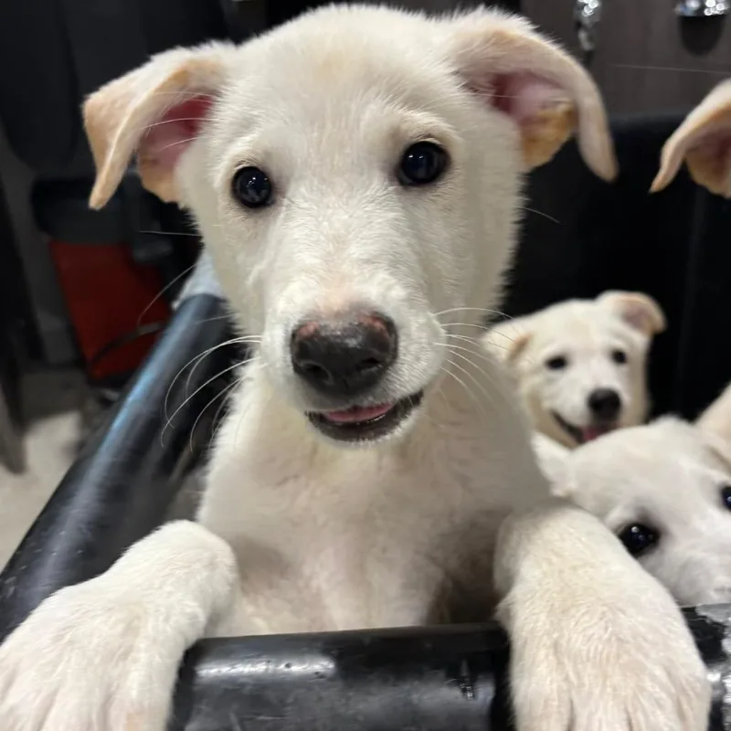 Elsa