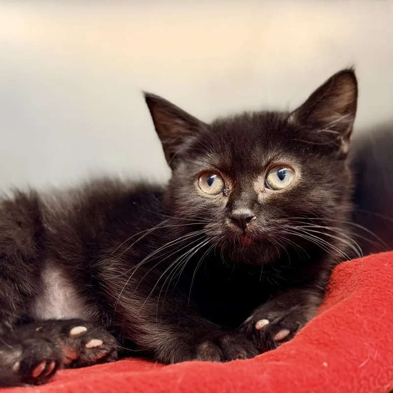 A baby medium-sized female Black Domestic Short Hair cat named Demi for adoption in Jackson, NJ