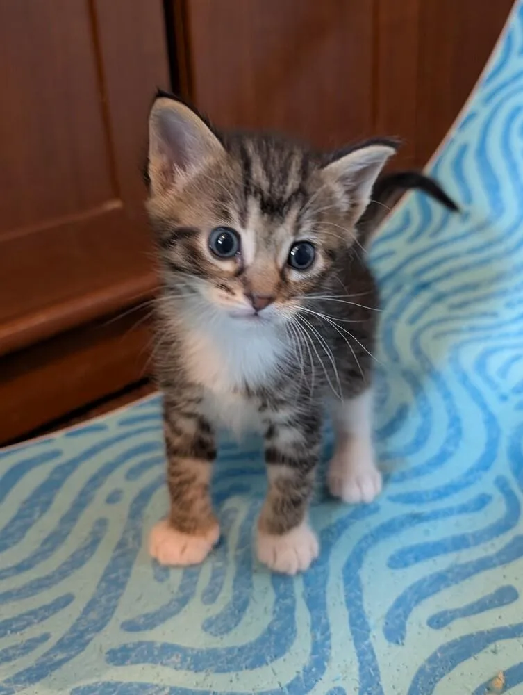 A baby small-sized male Gray / Blue / Silver Tabby cat named Tiger for adoption in Chicago, IL