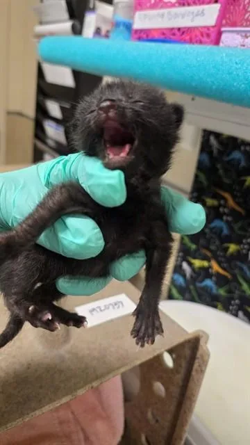 A baby small-sized male Domestic Short Hair cat named Coal for adoption in Riverside, CA