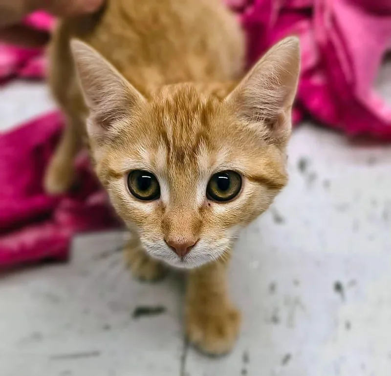 A baby medium-sized female Tabby (Orange / Red) Domestic Short Hair cat named Punkin for adoption in Oriental, NC