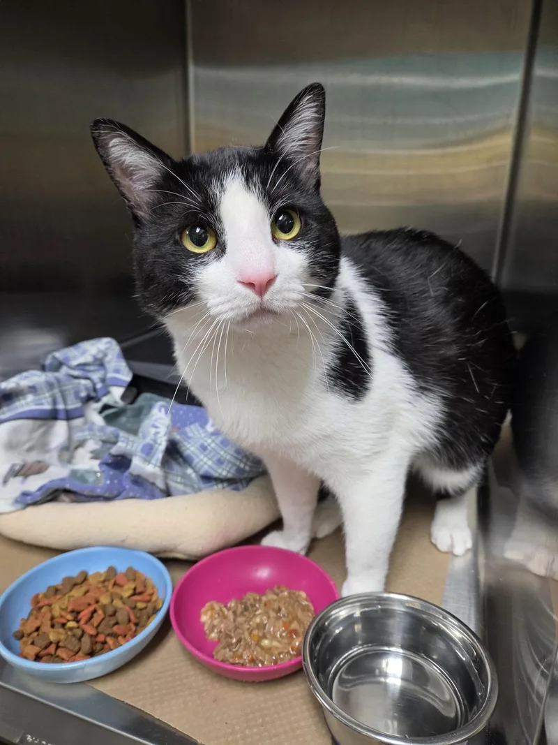 An adult medium-sized male Black & White / Tuxedo Domestic Short Hair cat named Simba Corado for adoption in Trenton, NJ
