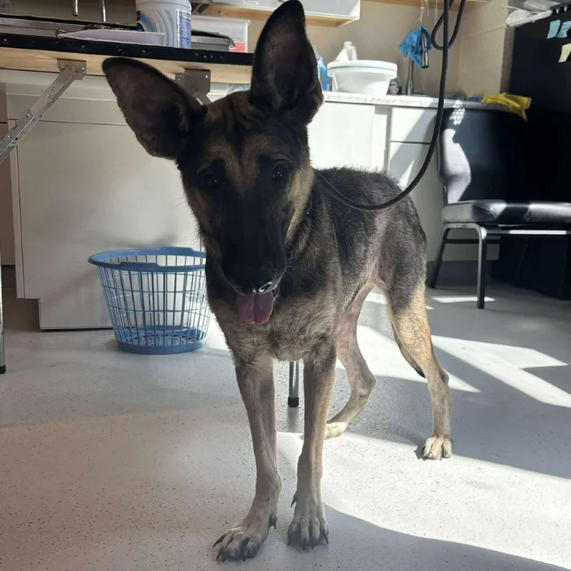An adult large-sized female Black Mixed Breed dog named Queen Latifah Stray Hold for adoption in Huntington, WV