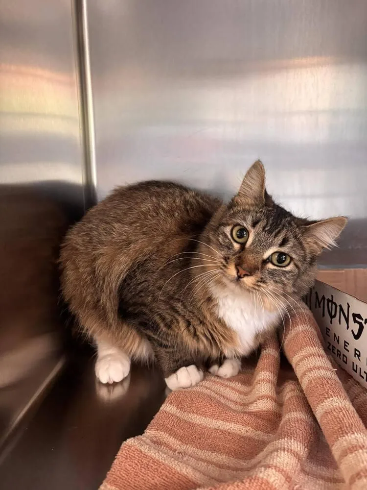 Lady Mousetrap thumbnail 2