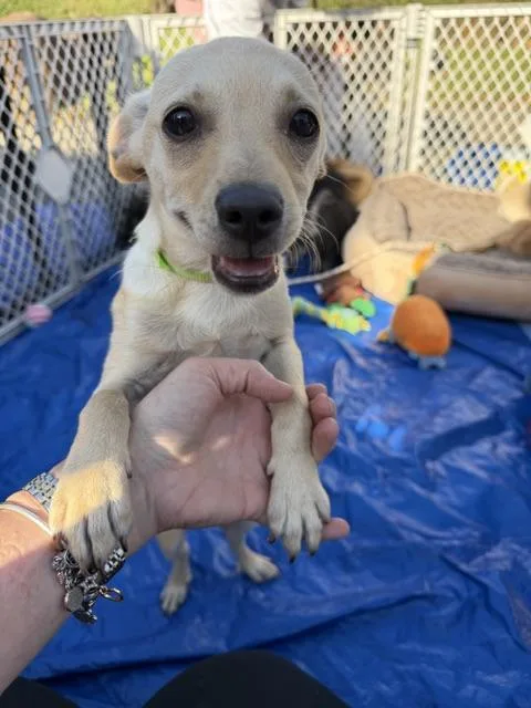 A baby small-sized male Yellow / Tan / Blond / Fawn Chihuahua dog named Lambchop for adoption in Lafayette, CA