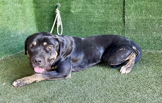 An adult large-sized male Rottweiler dog named Bubba Ray for adoption in Agoura, CA