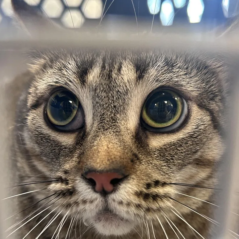 An adult large-sized female Gray / Blue / Silver Domestic Short Hair cat named Little Tiger for adoption in Philadelphia, PA