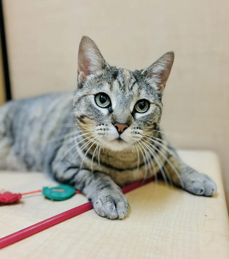A young medium-sized female Domestic Short Hair cat named Allenina for adoption in Mansfield, TX