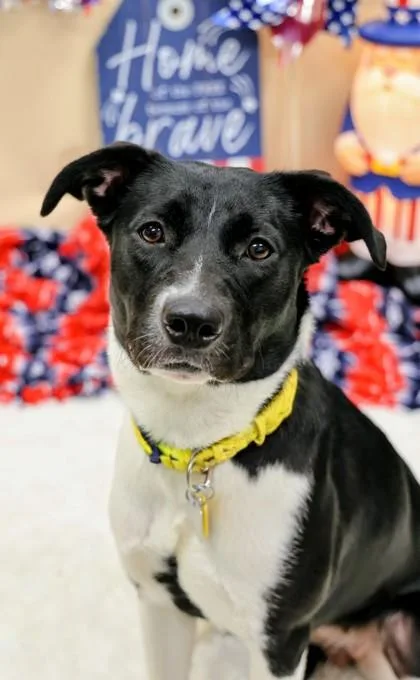 A baby medium-sized female Black Mixed Breed dog named Amelia for adoption in Hamilton, OH