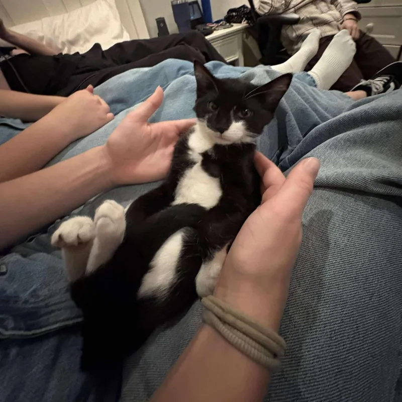 A young small-sized female Black American Shorthair cat named Billie for adoption in Garden Grove, CA