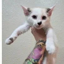 A baby small-sized male White Domestic Short Hair cat named Bayou for adoption in Fort Collins, CO