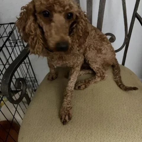 An adult small-sized female Goldendoodle dog named Penny for adoption in Maitland, FL