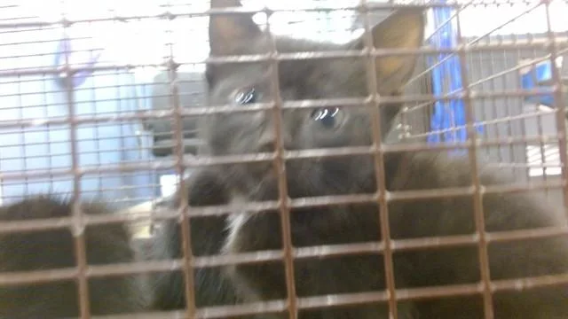 A baby small-sized female Domestic Short Hair cat named Milky Way for adoption in Miami, FL