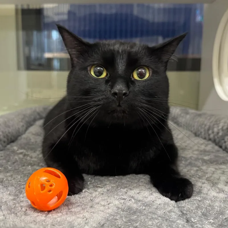 An adult large-sized male Black Domestic Short Hair cat named Genie for adoption in League City, TX
