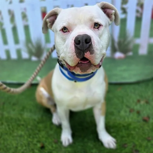 A young large-sized male Pit Bull Terrier dog named Mr.worldwide for adoption in Long Beach, CA