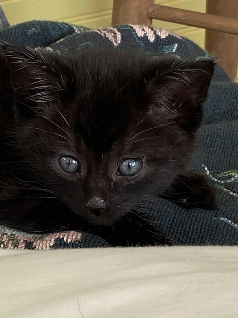 Houdini