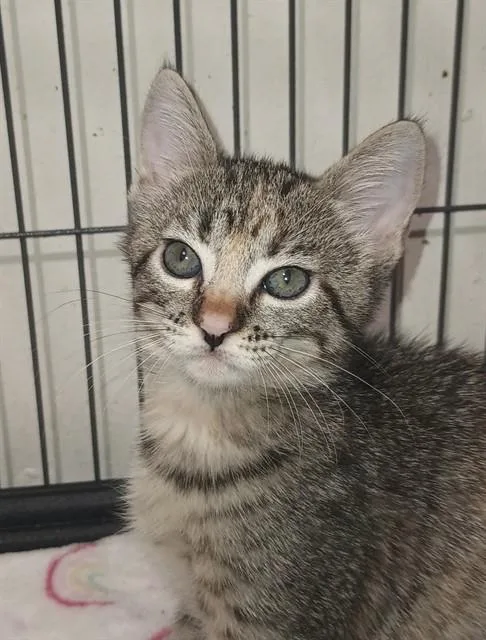 A baby small-sized female Domestic Short Hair cat named Poppy for adoption in Sacramento, CA