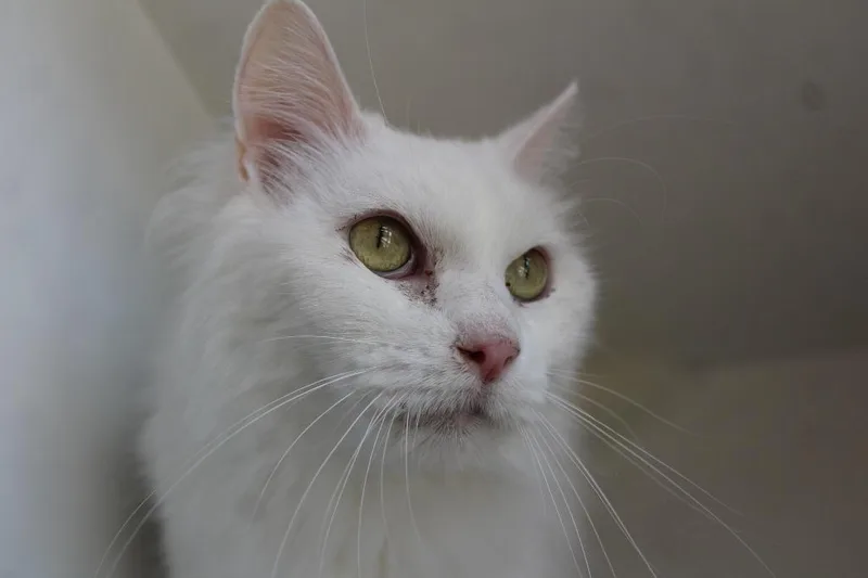 An adult medium-sized female Domestic Long Hair cat named Wisp for adoption in Chestertown, MD