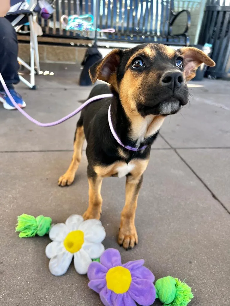 Mazurkas thumbnail 2