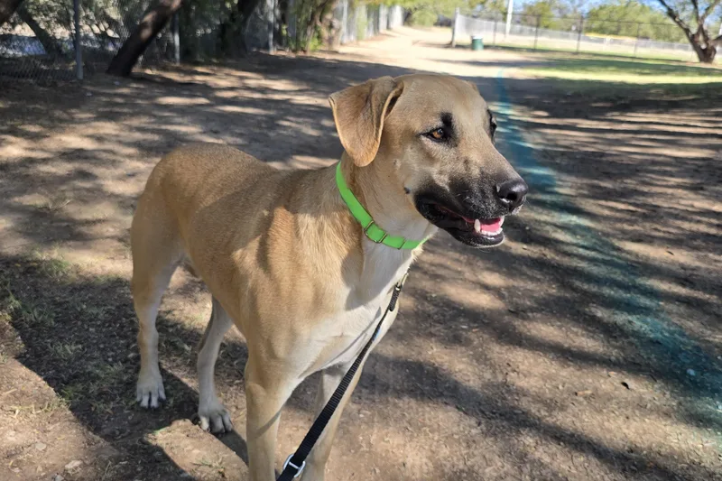 An adult medium-sized male Shepherd dog named Roscoe for adoption in Tucson, AZ